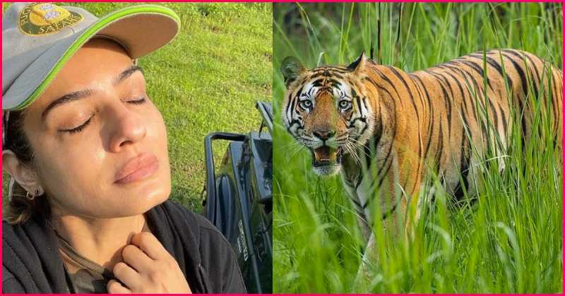 रवि टंडन के सामने से निकला बाघ, एक्ट्रेस होने लगी चिंता, वायरल हुआ वीडियो