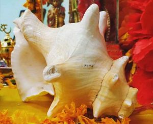 समुद्र मंथन के दौरान प्राप्त हुआ था कामधेनु शंख, इसकी पूजा करने से होती है लक्ष्मी की प्राप्ति