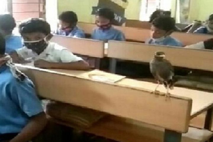 लियो बोलो, इस स्कूल में छात्र संख्या 32 एक पक्षी है, 9 साल से स्कूल आ रहा है…. तस्वीरें देखें