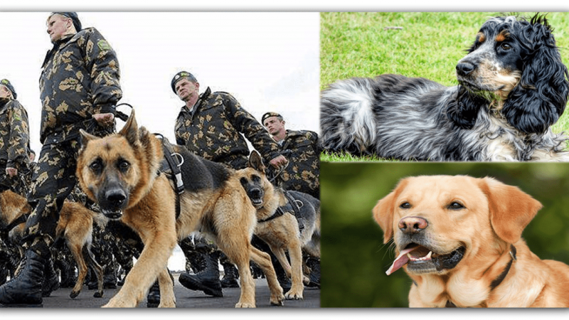 भारतीय सेना द्वारा उपयोग की जाने वाली 7 असाधारण रूप से कुशल कुत्तों की नस्लें