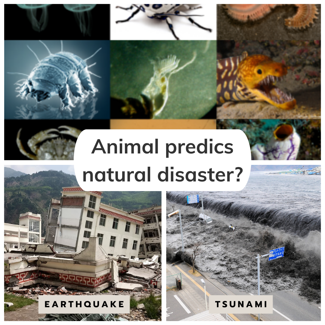 Wonderful Animals predicts: क्या जानवर प्राकृतिक आपदाओं की भविष्यवाणी कर सकते है, Myth or Reality?